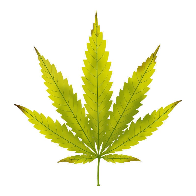 La Deficiencia De magnesio En Plantas De Marihuana: Avance de la deficiencia de magnesio