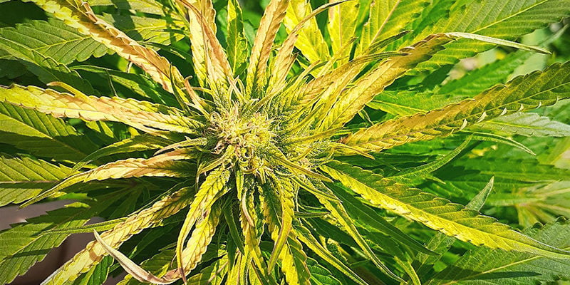 ¿Qué aspecto tiene la carencia de azufre en las plantas de marihuana?