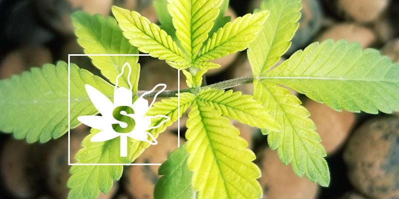 Deficiencia De Azufre En Las Plantas De Marihuana 