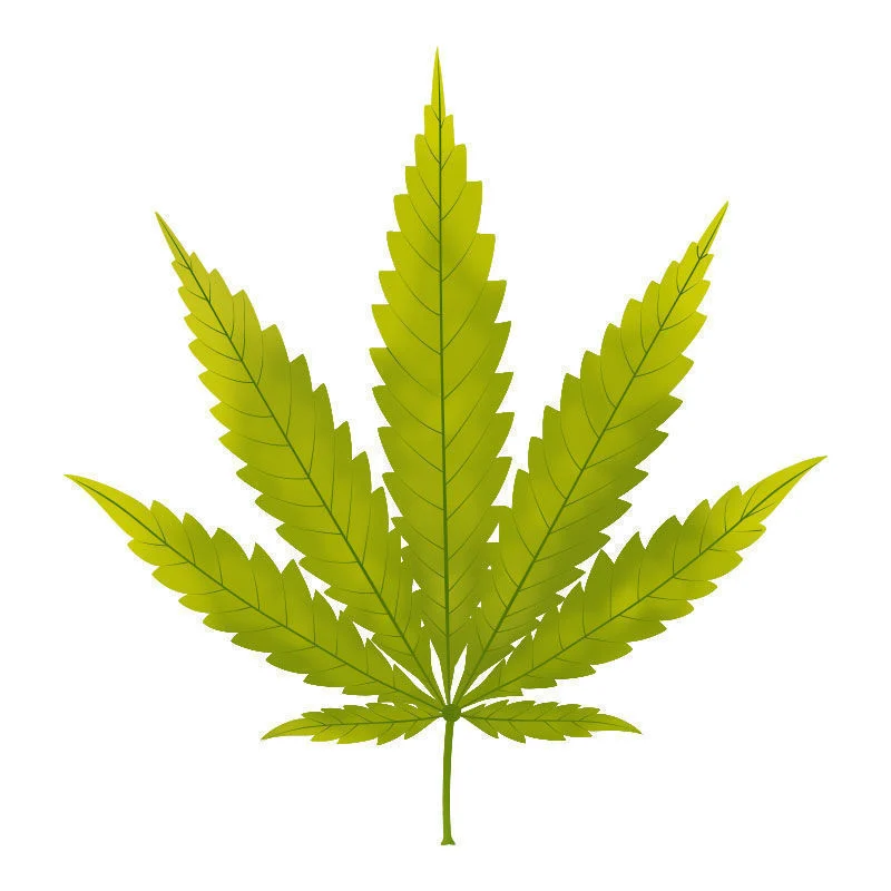 La Deficiencia De azufre En Plantas De Marihuana: Inicio de la deficiencia de azufre