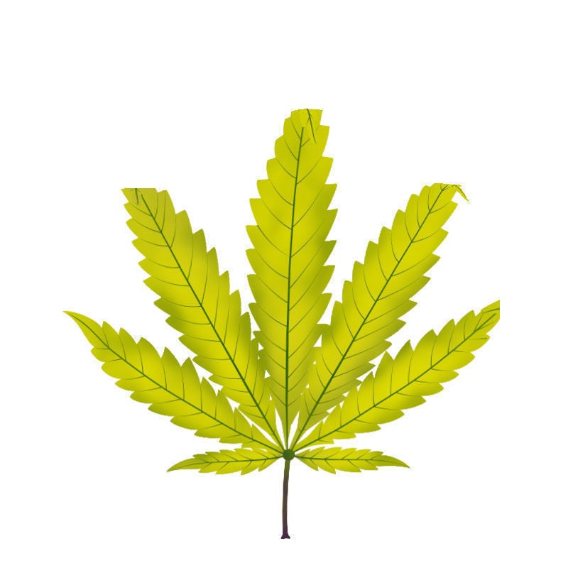 La Deficiencia De azufre En Plantas De Marihuana: Fase final de la deficiencia de azufre
