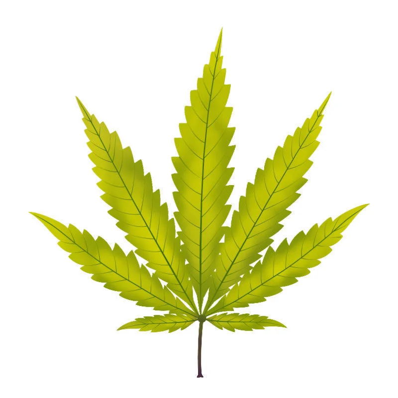 La Deficiencia De azufre En Plantas De Marihuana: Avance de la deficiencia de azufre