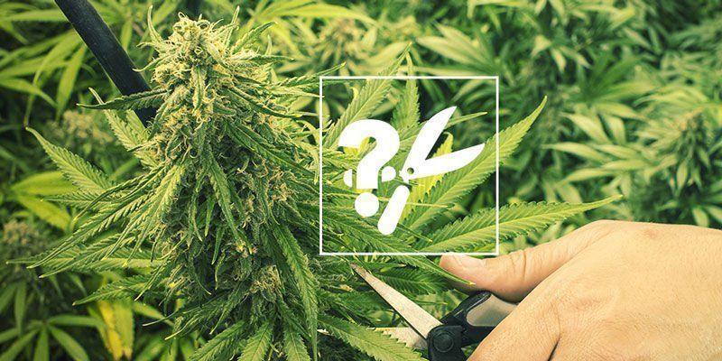 Cuándo Cosechar Las Plantas De Marihuana