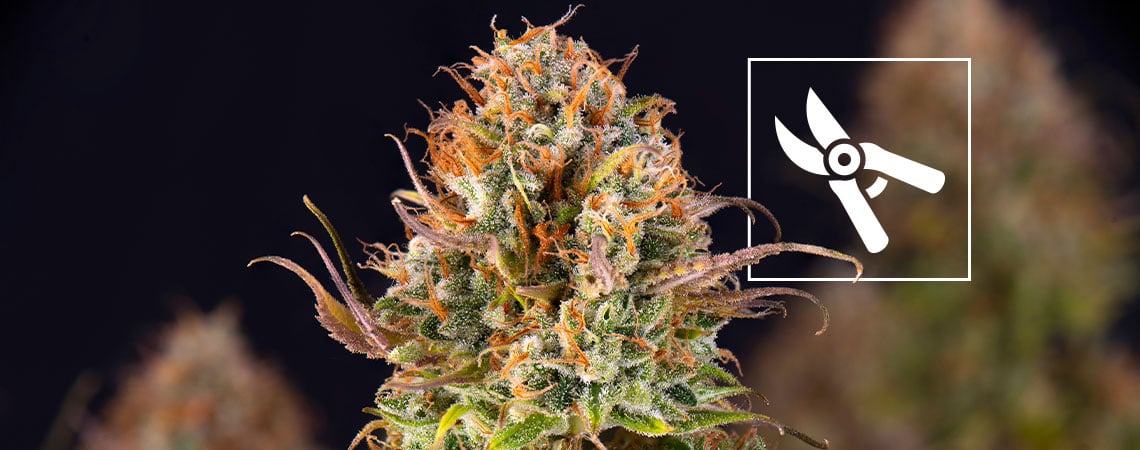Cuándo cosechar las plantas de marihuana