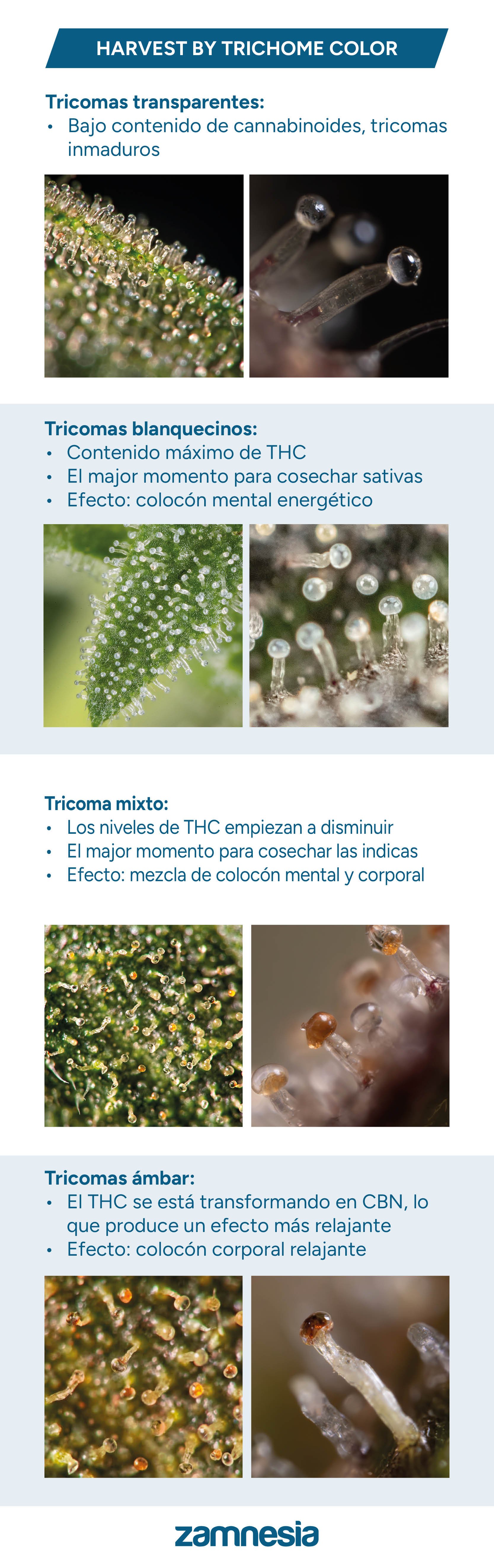 Tabla de cosecha de tricomas