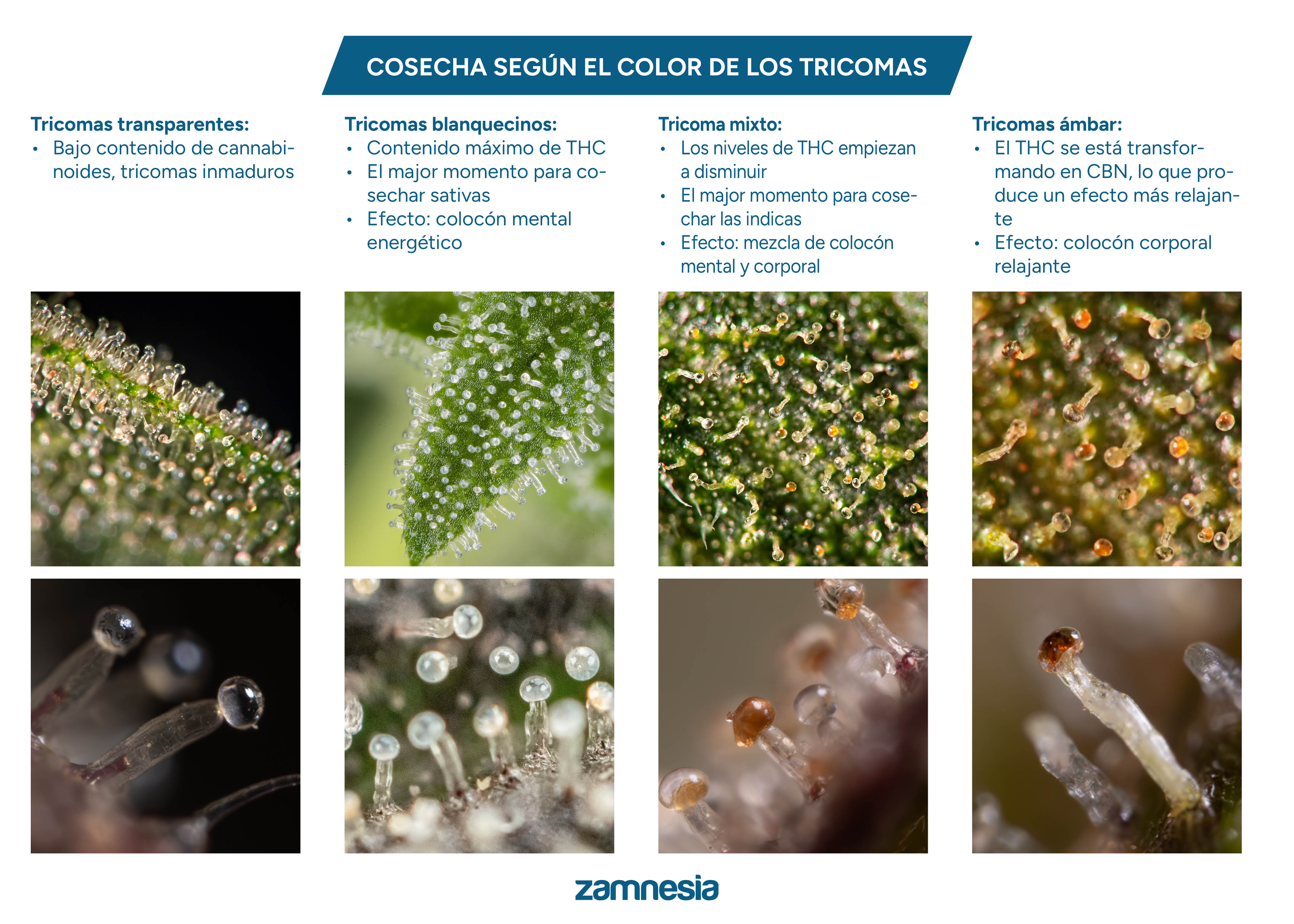 Tabla de cosecha de tricomas