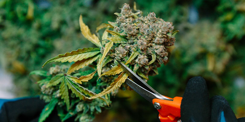 Otros métodos a tener en cuenta al cosechar marihuana