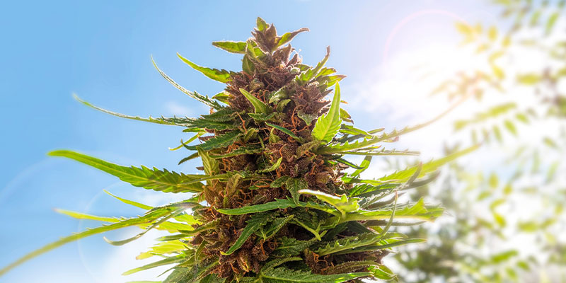 ¿Cuál es la mejor hora del día para cosechar marihuana?