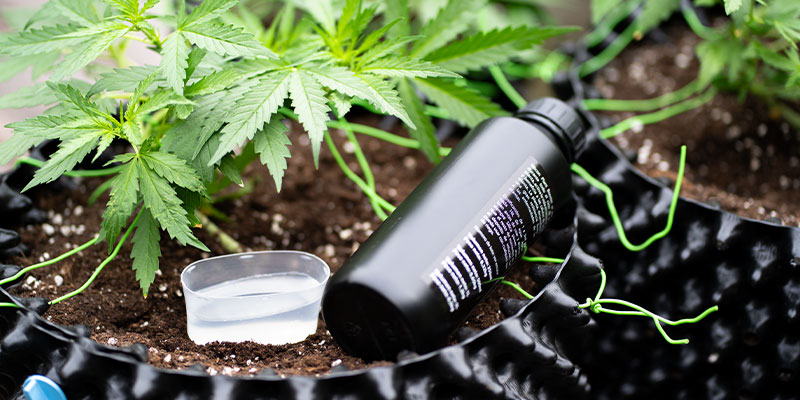Cómo solucionar la carencia de fósforo en la marihuana