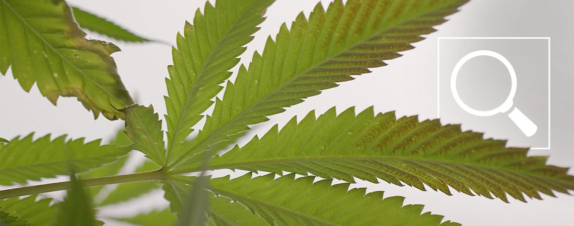 Carencia de fósforo en la marihuana: Síntomas y soluciones