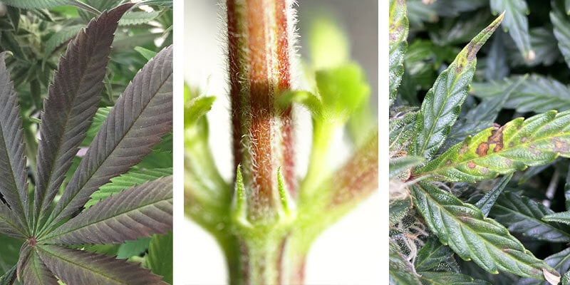 Síntomas de la carencia de fósforo en la marihuana