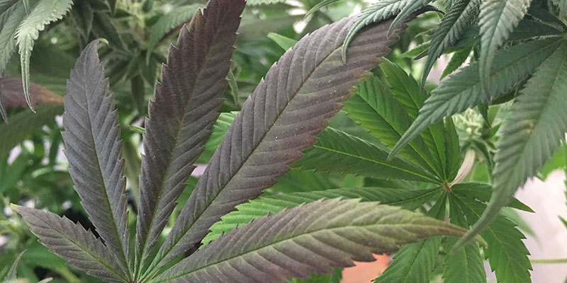 Síntomas de la carencia de fósforo en la marihuana