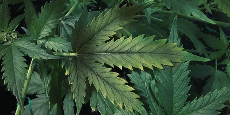 Cómo identificar la deficiencia de fósforo en las plantas de marihuana