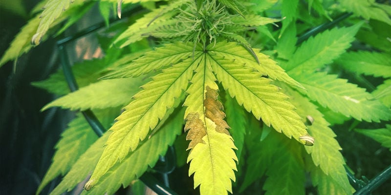 Cómo identificar la deficiencia de fósforo en las plantas de marihuana