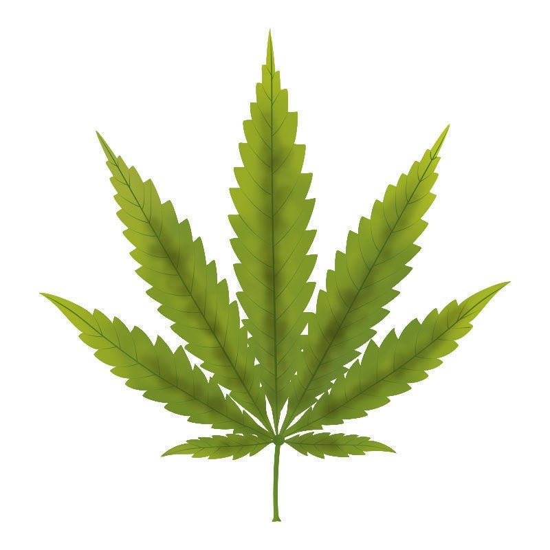 La Deficiencia De fósforo En Plantas De Marihuana: Inicio de la deficiencia de fósforo