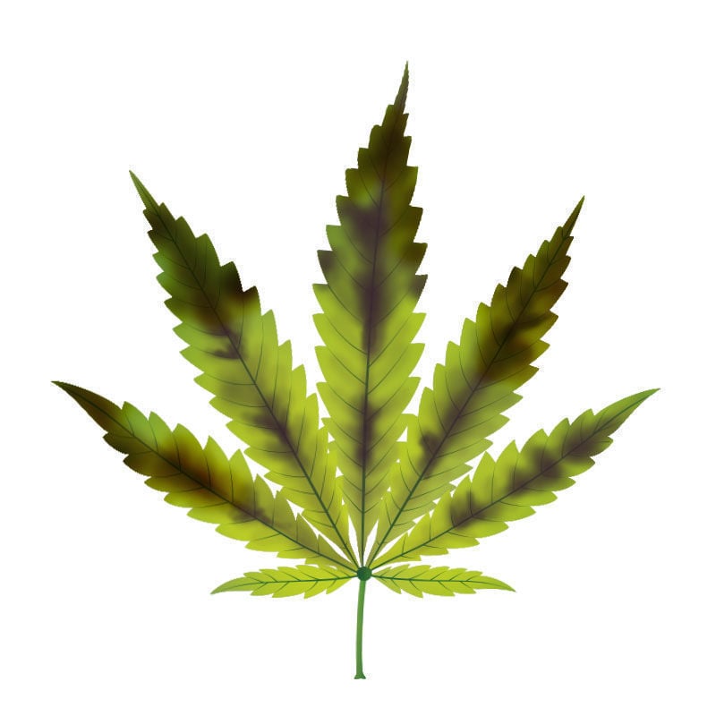 La Deficiencia De fósforo En Plantas De Marihuana: Fase final de la deficiencia de fósforo