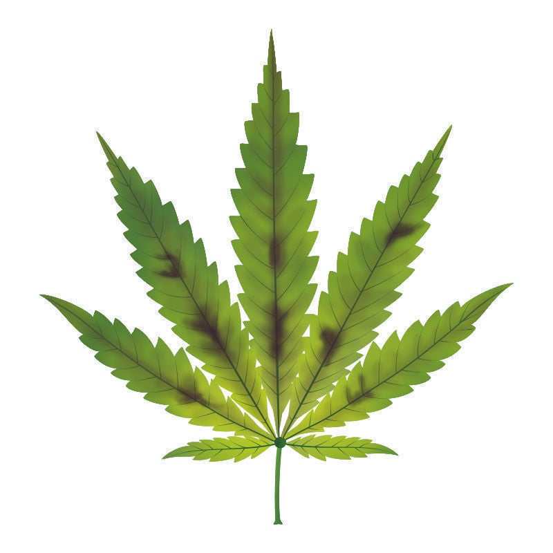 La Deficiencia De fósforo En Plantas De Marihuana: Avance de la deficiencia de fósforo