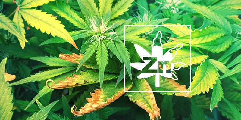 Deficiencia De Zinc En Las Plantas De Marihuana