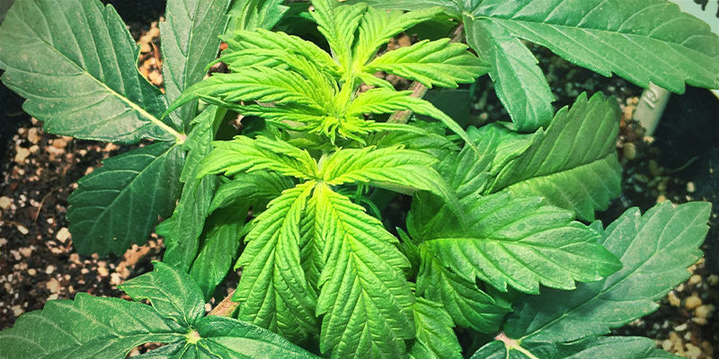 ¿Qué aspecto tiene la deficiencia de hierro en las plantas de cannabis?