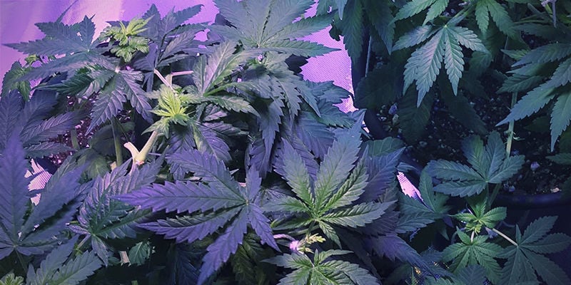 ¿Qué aspecto tiene la deficiencia de hierro en las plantas de cannabis?