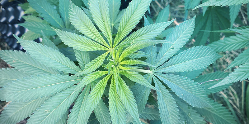 ¿Qué aspecto tiene la deficiencia de hierro en las plantas de cannabis?