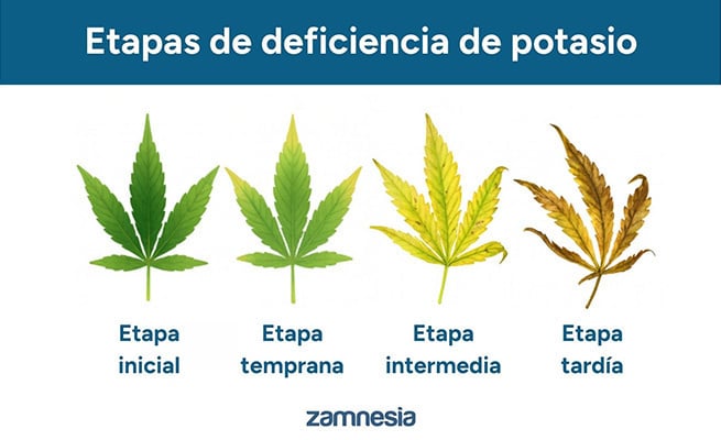 Etapas de deficiencia de potasio