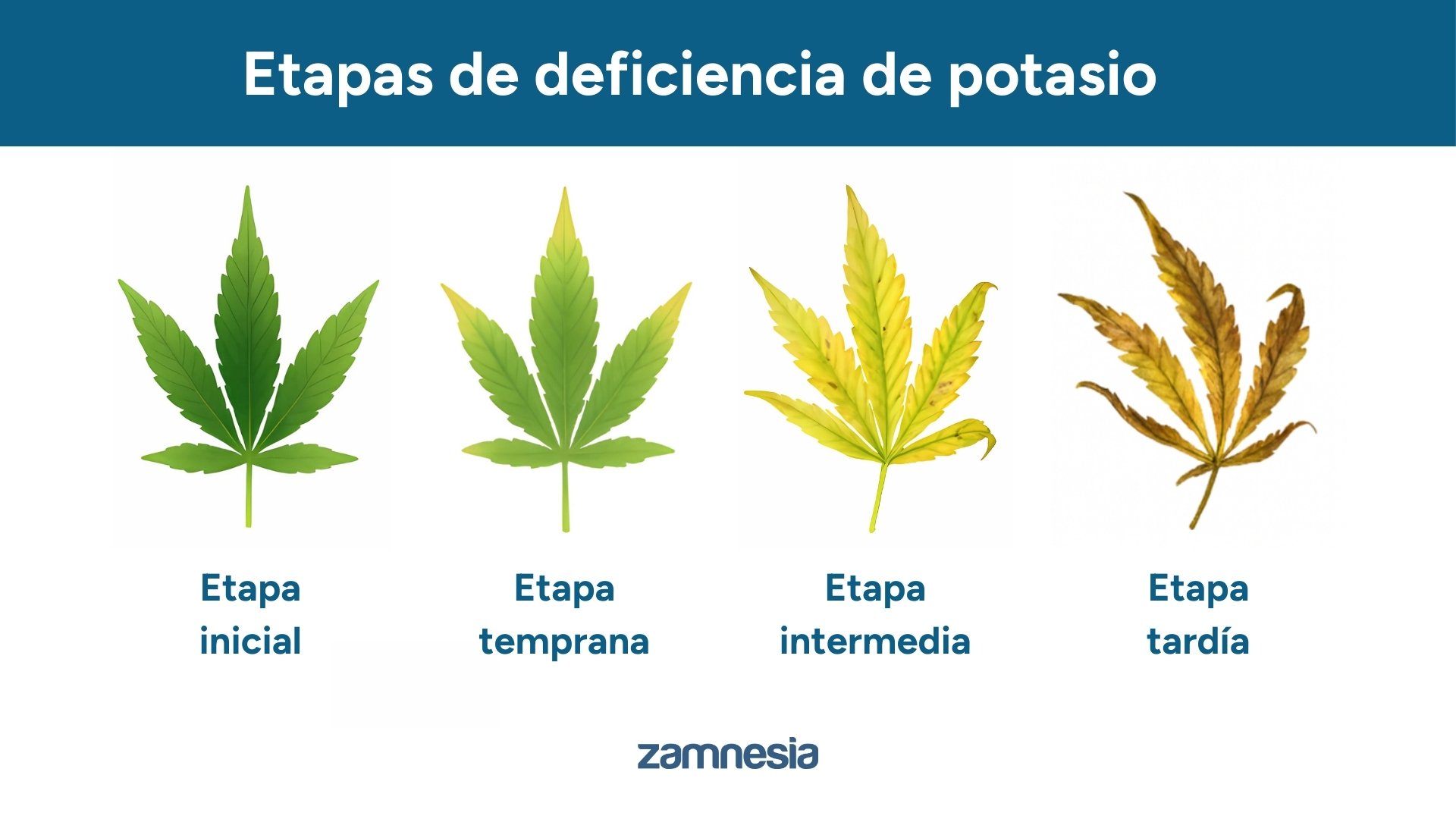 Etapas de deficiencia de potasio