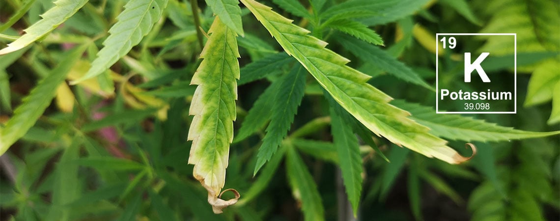 Carencia de potasio en las plantas de marihuana