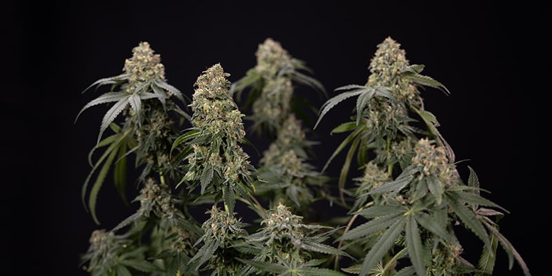 Potasio: Esencial para las plantas de marihuana