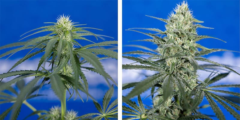 Necesidades de potasio durante la prefloración y la floración