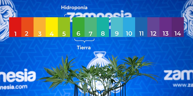 Descartar un pH desequilibrado y el bloqueo de nutrientes