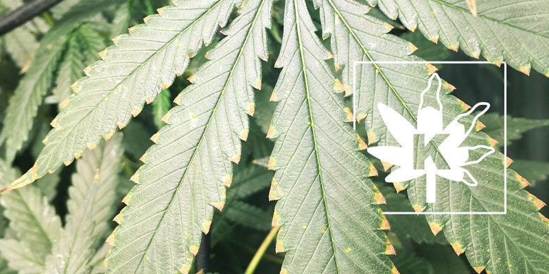 Deficiencia De Potasio En Las Plantas De Marihuana