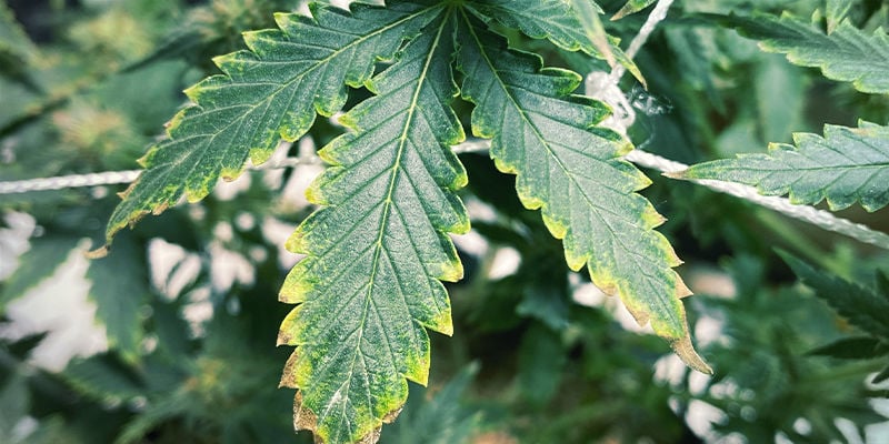 Qué aspecto tiene la deficiencia de potasio en las plantas de marihuana