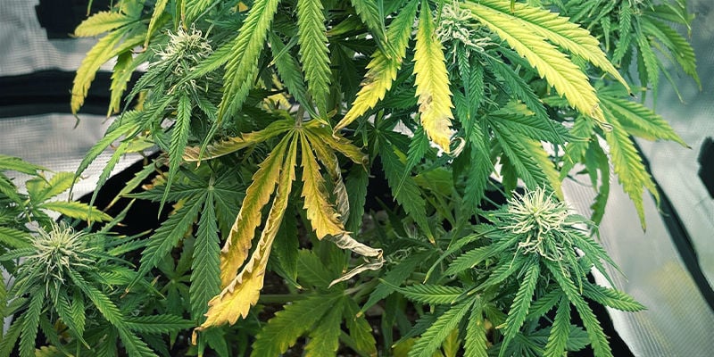 Qué aspecto tiene la deficiencia de potasio en las plantas de marihuana