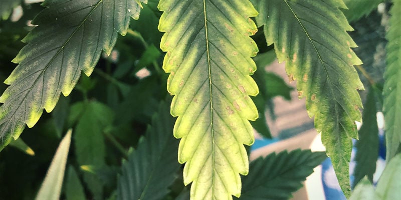 Qué aspecto tiene la deficiencia de potasio en las plantas de marihuana