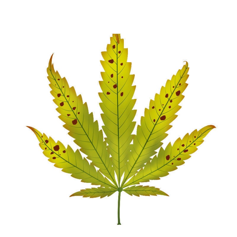 La Deficiencia De potasio En Plantas De Marihuana: Fase final de la deficiencia de potasio