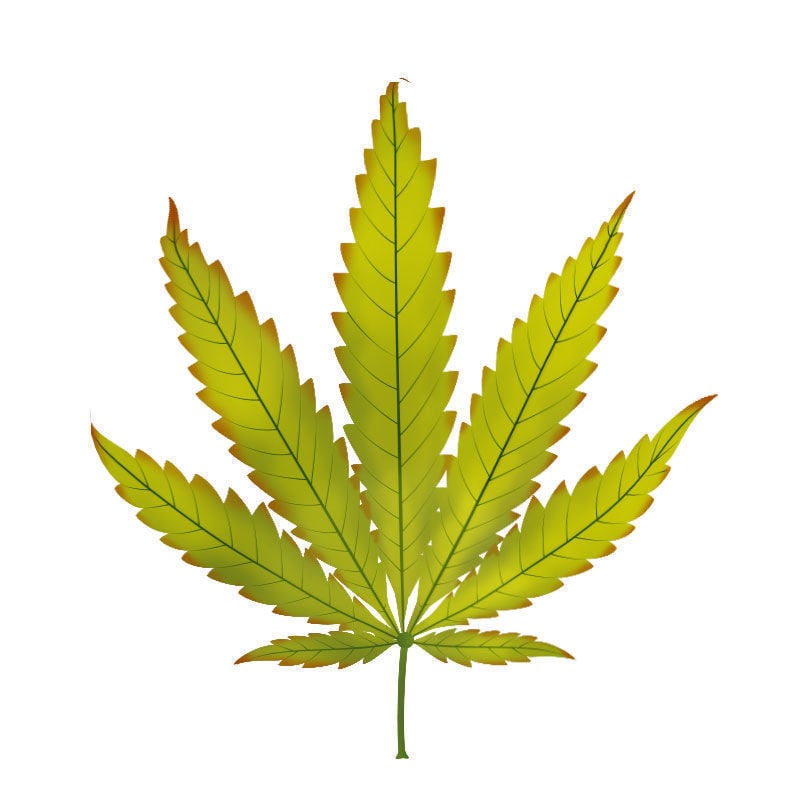 La Deficiencia De potasio En Plantas De Marihuana: Avance de la deficiencia de potasio