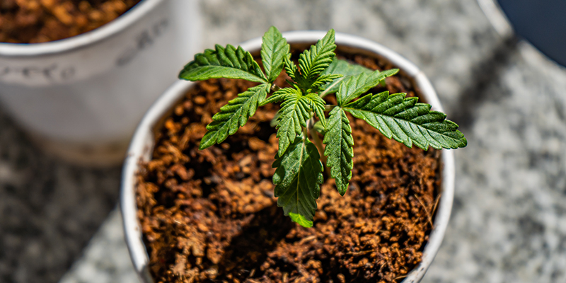 Mejores abonos y rutinas de fertilización para el cannabis cultivado en coco
