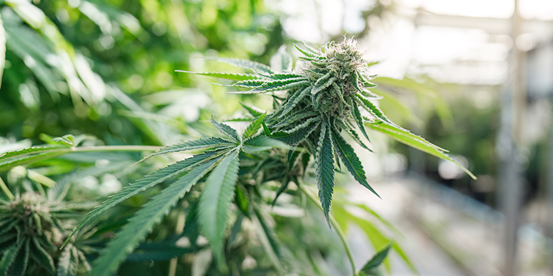 Fibra de coco: Un sustrato excelente para cultivar marihuana