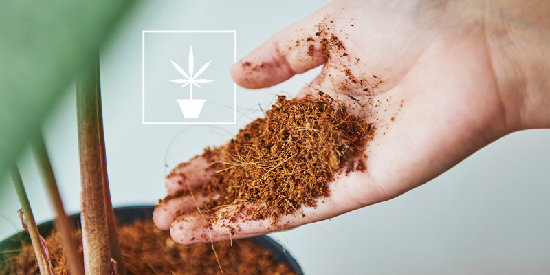 Todo lo que debes saber sobre el cultivo de marihuana con fibra de coco