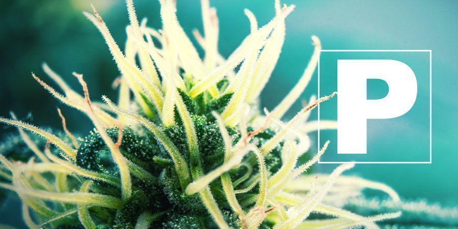 El Fósforo Y El Cultivo De Hierba