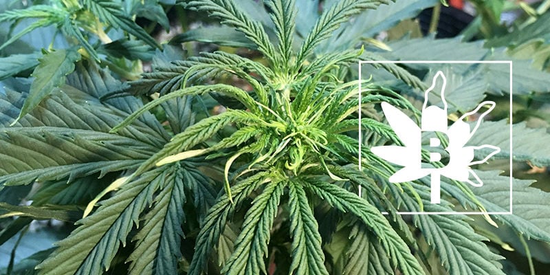 Deficiencia De Boro En Las Plantas De Marihuana