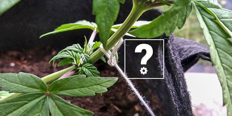 ¿Pueden entrenarse las plantas autoflorecientes?