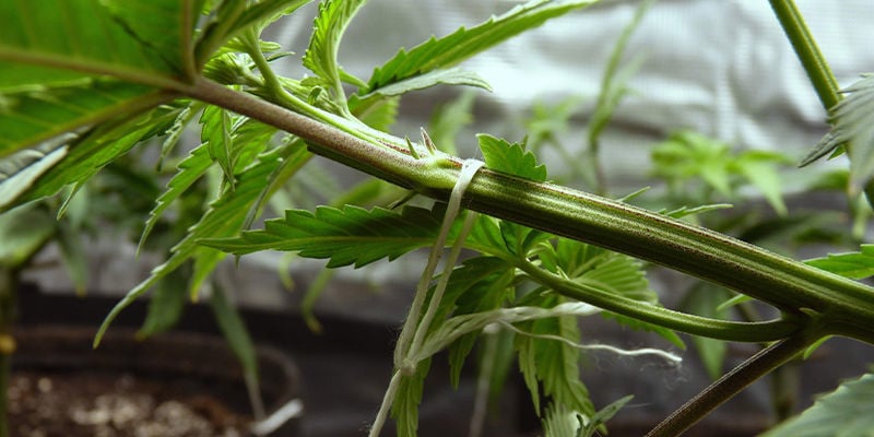 ¿Qué es el entrenamiento de una planta de marihuana?
