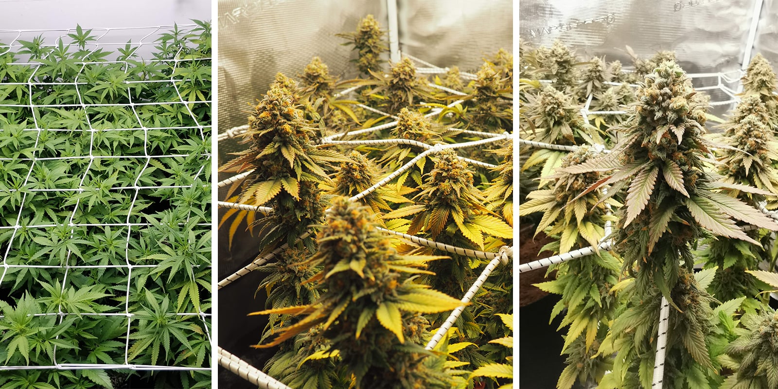 ScrOG con autoflorecientes: por qué es complicado (pero posible) ScrOG con autoflorecientes: por qué es complicado (pero posible)