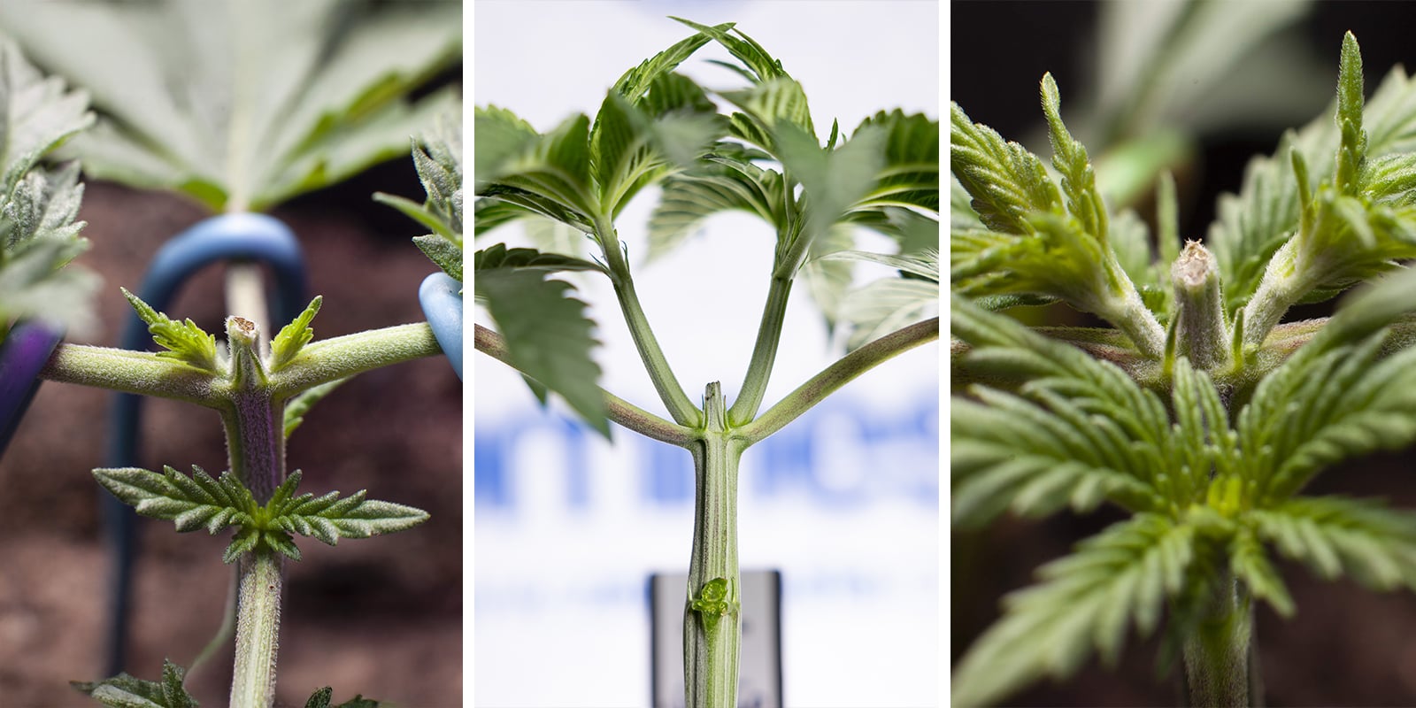 Topping en autoflorecientes: un caso especial dentro del HST Topping en autoflorecientes: un caso especial dentro del HST
