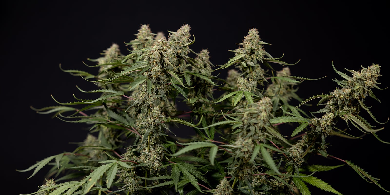¿Se pueden entrenar plantas de cannabis autofloreciente? ¿Se pueden entrenar plantas de cannabis autofloreciente?