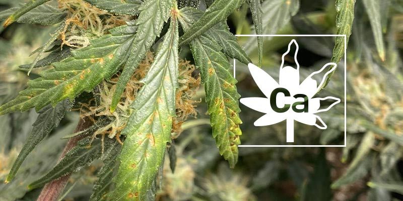 Deficiencia de calcio en las plantas de marihuana