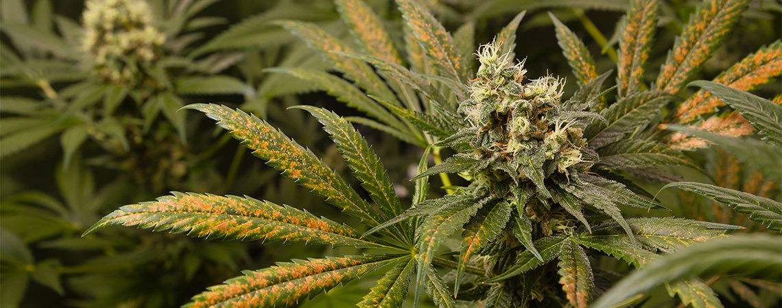 Carencia de calcio en las plantas de marihuana