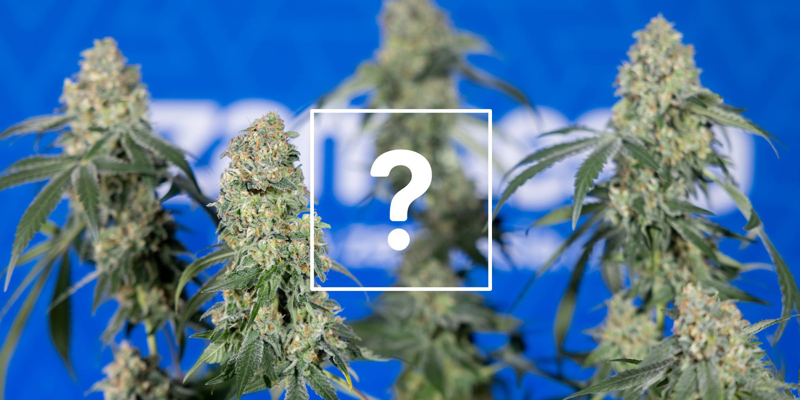 ¿Se pueden consumir las plantas o cogollos afectados?